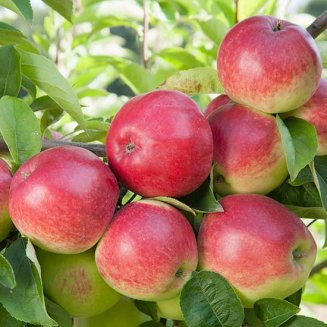 (image for) Stepover Apple 'Tydeman's Early Worcester'