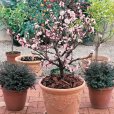 (image for) Dwarf Apricot Tree \'Aprigold\'