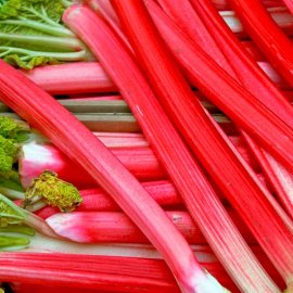 (image for) Rhubarb 'Champagne'
