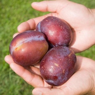 (image for) Plum Tree 'Jubilee' (Pot Grown)