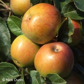 Apple Tree 'Broadholme Beauty' (Pot Grown)