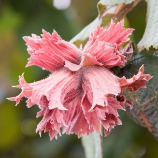 Filbert Tree 'Purple Filbert' (3 Litre Pot)