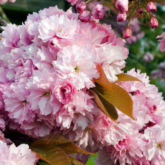 (image for) Prunus 'Pink Perfection' (Pot Grown) Flowering Cherry Tree