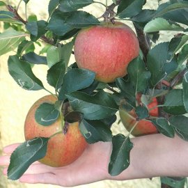(image for) Apple Tree 'Megabite'