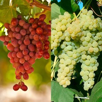 (image for) Seedless Grape Collection (2 Vines)