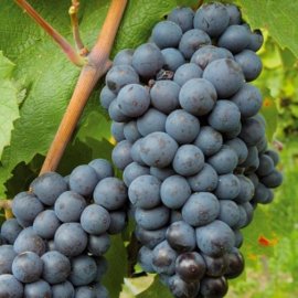 (image for) Grape Vine 'Black Hamburgh' (Pot Grown)