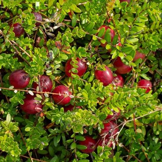 (image for) Cranberry Bush 'Pilgrim'