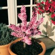 (image for) Dwarf Peach Tree \'Honey Red\'