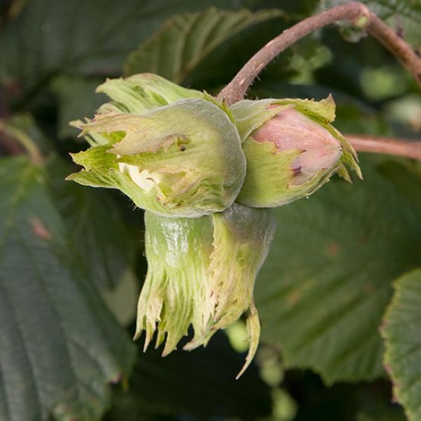 (image for) Filbert Tree 'Pearson's Prolific' (Hazelnut)