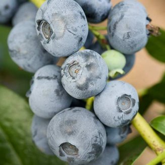 (image for) Blueberry Bush 'Patriot'