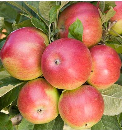 Apple & Pear Trees