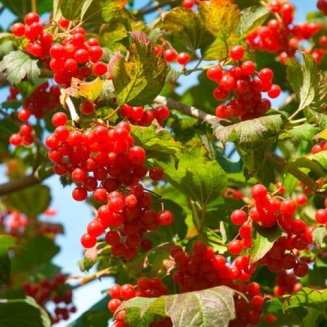 Guelder Rose Hedging (6 plants)