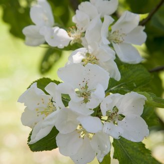 Malus 'Montreal Beauty' (Crab Apple Tree)