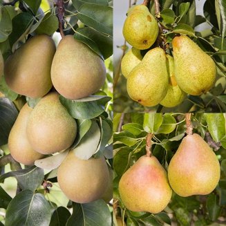 (image for) Long Season Pear Collection (3 Trees)
