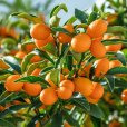 (image for) Kumquat Tree