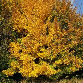 Field Maple Hedging (6 plants)