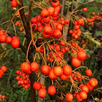 Sorbus aucuparia 'Asplenifolia' (Cut Leaf Rowan Tree)