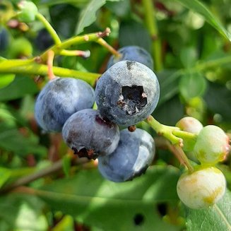 (image for) Blueberry Bush 'Elizabeth'
