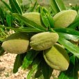 (image for) Sweet Almond Tree \'Robijn\' (Pot Grown)