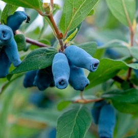(image for) Honeyberry Bush 'Boreal Blizzard'