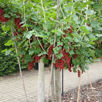 Standard Redcurrant 'Jonkheer Van Tets' (Pot Grown)