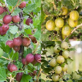 (image for) Gooseberry Collection (3 Bushes)