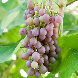 (image for) Grape Vine 'Strawberry Vine' (Pot Grown)