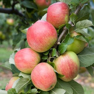 (image for) Sibley's Patio Apple 'Ceeval'