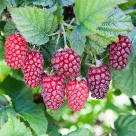 (image for) Tayberry Bush 'Medana'