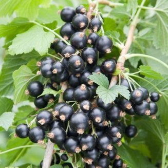 Blackcurrant Bush 'Ben Sarek'