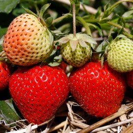 (image for) Strawberry Plants 'Ostara'
