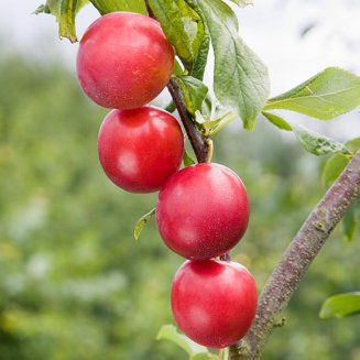 (image for) Mirabelle Plum Tree 'Countess'