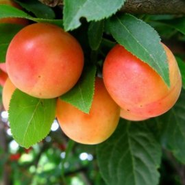 Cherry Plum Hedging (12 plants)