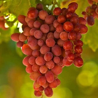 Grape Vine 'Crimson Seedless' (Pot Grown)