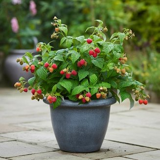 (image for) Patio Raspberry 'Sweet Sunshine'