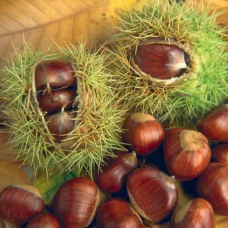 Sweet Chestnut Tree | Castanea sativa (3 Litre Pot)