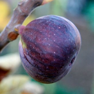 Fig Tree 'Rouge de Bordeaux'