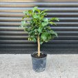 (image for) Four Seasons Lemon Tree (Lunario Lemon)