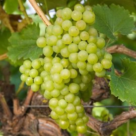 Grape Vine 'Phoenix' (Pot Grown)