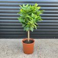 (image for) Seville Orange Tree