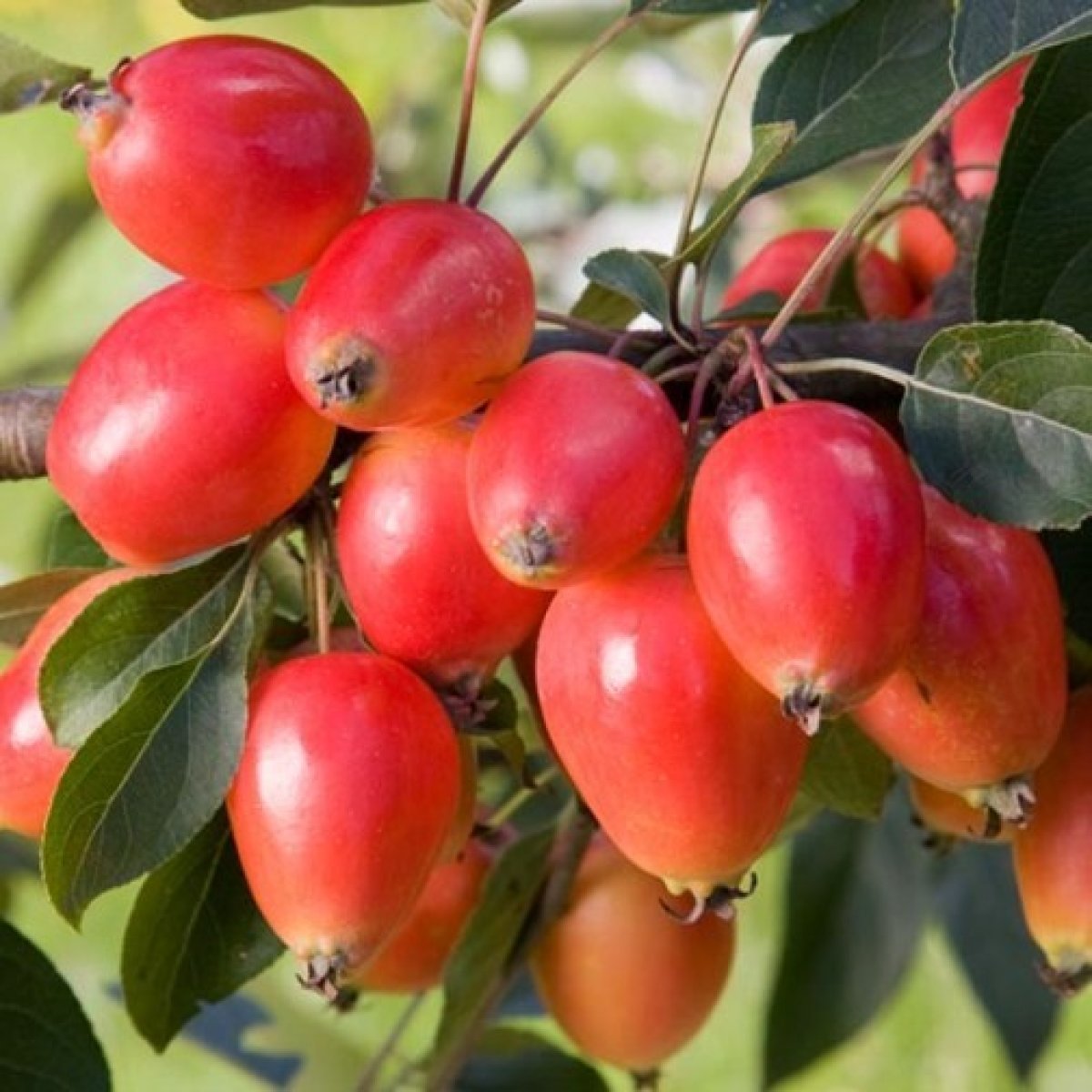 Malus John Downie Crab Apple Tree Malus John Downie Crab Apple Tree