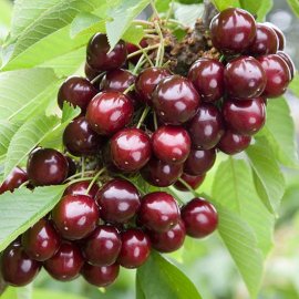 (image for) Cherry Tree 'Sylvia'