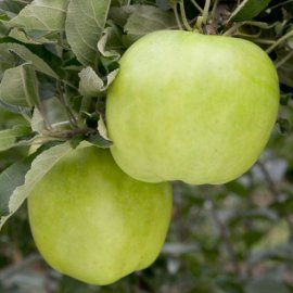(image for) Apple Tree 'Lord Derby'