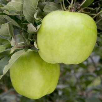 (image for) Apple Tree 'Lord Derby'
