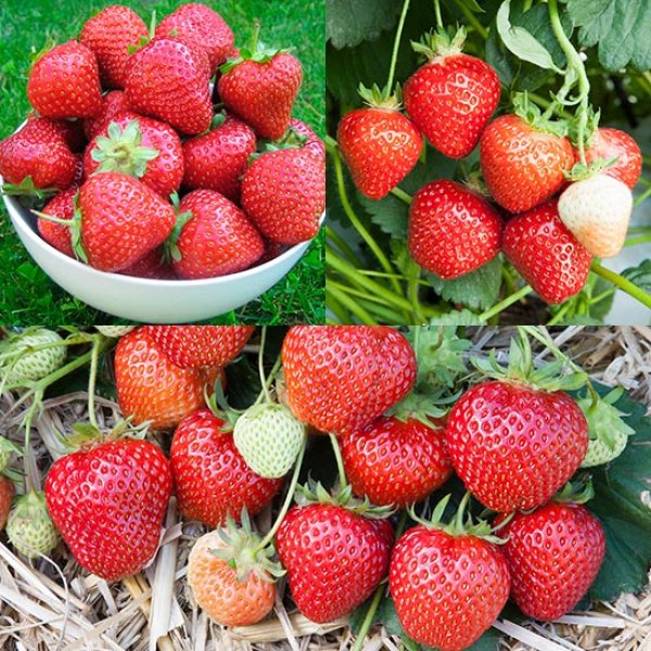 (image for) Long Season Strawberry Plant Collection (18 plants)