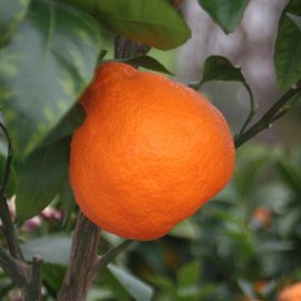 (image for) Limetta Tree (Sweet Lime)
