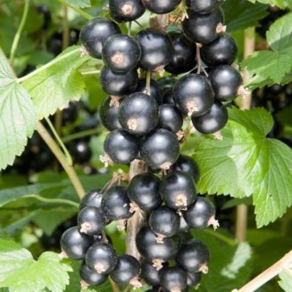 Blackcurrant Bush 'Big Ben'