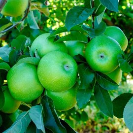 Apple Tree 'Granny Smith'