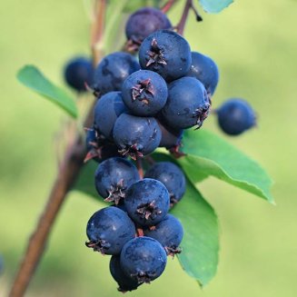 (image for) Saskatoon Bush 'Smokey'