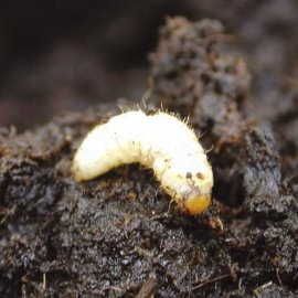 Vine Weevil Killer (Treatment for 10m²)